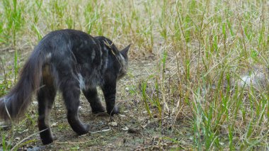 Uzun Çimenlerde Saklanan Tekir Kedi 'nin Yakın Çekimi