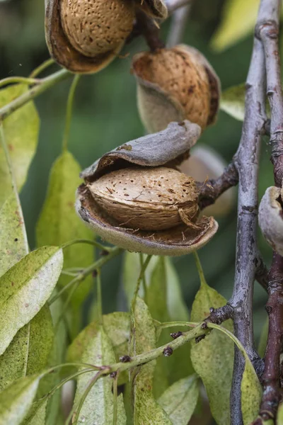 Primer Plano Almendra Cáscara Seca Árbol — Foto de Stock