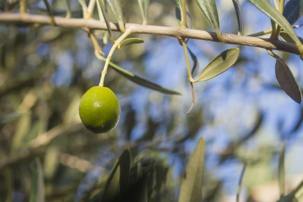 Arka planda bulanık bir dalda asılı yeşil zeytin ayrıntıları.