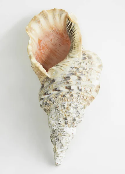 Detailed sea conch shell on white isolated background
