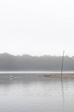 Brezilya'da Amazon Nehri sisli manzaraya bir kuş konumu uzun ahşap çubuk üzerinde olan görünümünü. Misty sahne sakinlik, huzur ve sükunet hissi uyandıran