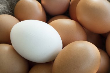 Close up of group of identical chicken eggs where there is one different from the rest. This shows the uniqueness of individual contrasting with the mass 