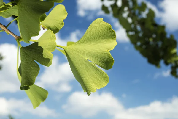 Detail of ginkgo leaf outdoors with blue sky.