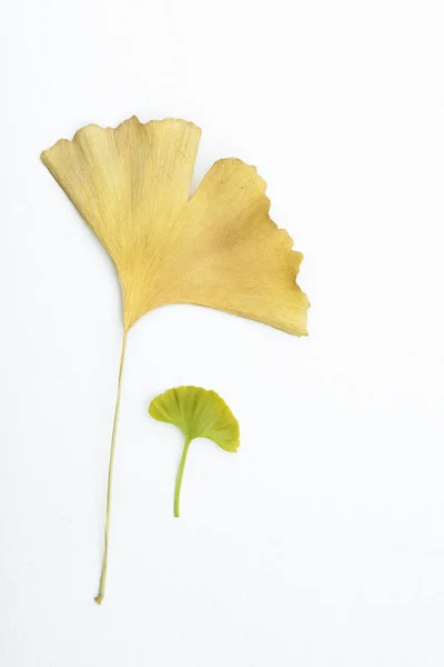 分離の白い背景の上に少し若い緑のイチョウ葉を伴う黄色のイチョウの葉を乾燥させます それは生命 古いと若者のグルグルとの関係を表す — ストック写真