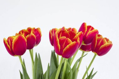 Arka plan beyaz taze ve renkli lale grup izole