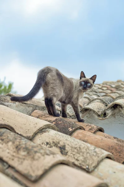 Kedi stading eski bir Akdeniz ev bir çatı üzerinde