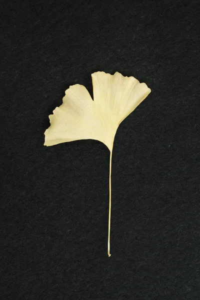 Hoja Ginkgo Amarillo Seco Sobre Fondo Negro Aislado — Foto de Stock