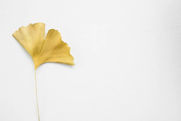 Yalıtılmış bir beyaz zemin üzerine sarı Ginkgo yaprağı kurutulmuş