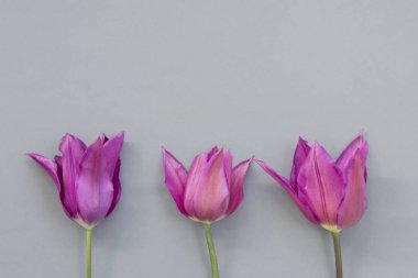Grup bahar mevsimlik mor laleler metin veya diğer öğelere yer alan dekoratif bir gri zemin üzerine yerleştirilir