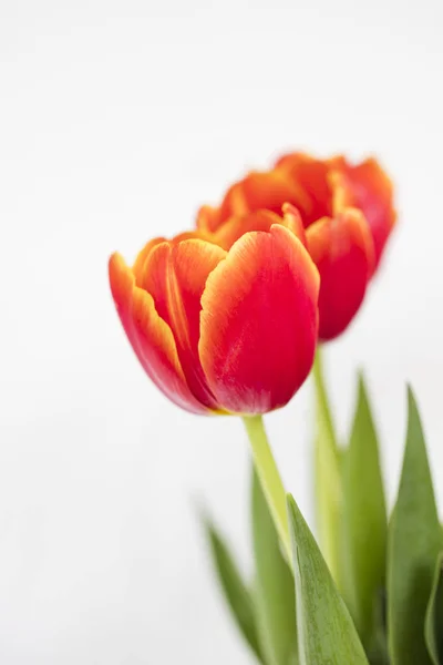 Fresh Colorful Blurred Tulip White Isolated Background — Stock Photo, Image