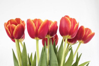 Beyaz izole arkaplanda kırmızı turuncu laleler