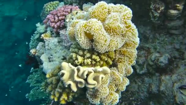 水下世界与珊瑚和热带鱼 珊瑚礁生活 五颜六色的珊瑚 — 图库视频影像