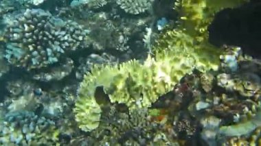Mercan ve tropikal balıkların, mercan resiflerinin, renkli mercanların, manzaraların olduğu sualtı dünyası. 