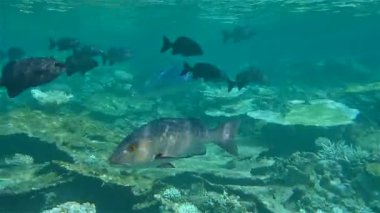 Mercan ve tropikal balıkların, mercan resiflerinin, renkli mercanların, manzaraların olduğu sualtı dünyası. 