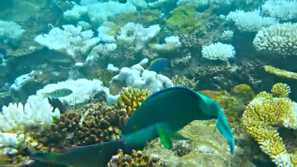 Mundo Submarino Con Coral Peces Tropicales Vida Arrecife Coral Corales — Vídeo de stock