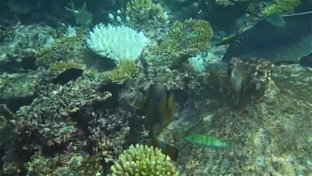 Mundo Subaquático Com Corais Peixes Tropicais Vida Recife Corais Corais — Vídeo de Stock