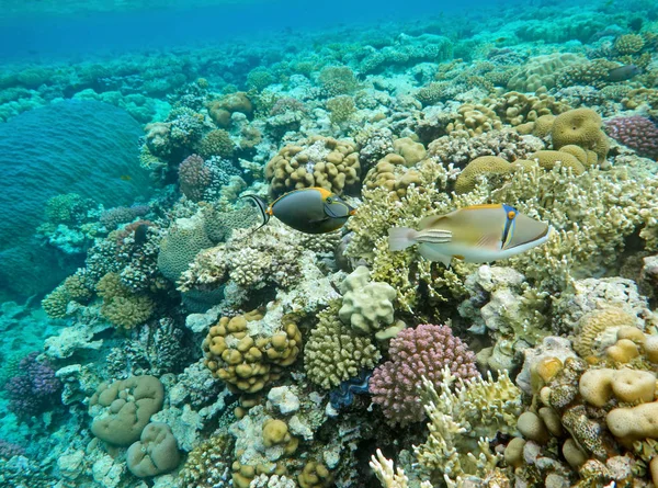 Mercan ve tropikal balıkların, mercan resiflerinin, renkli mercanların, manzaraların olduğu sualtı dünyası. 