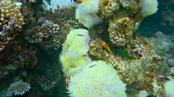 Mundo Submarino Con Coral Peces Tropicales Vida Arrecife Coral Corales — Vídeos de Stock