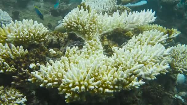 热带海域珊瑚与石珊瑚及外来鱼类的珊瑚礁 — 图库视频影像