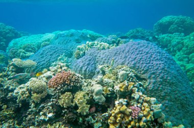 Mercan ve tropikal balıkların, mercan resiflerinin, renkli mercanların, manzaraların olduğu sualtı dünyası. 
