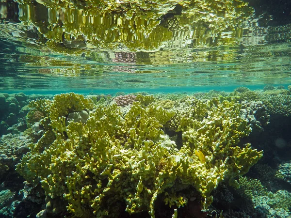 Mondo Sottomarino Con Coralli Pesci Tropicali Vita Barriera Corallina Coralli Immagine Stock