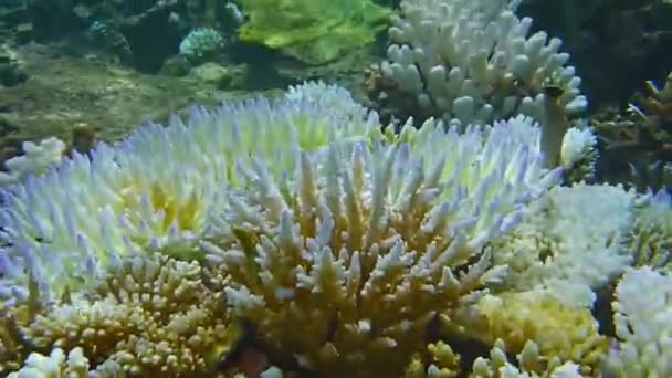 Steen Wit Koralen Als Een Chrysant Bloem Een Tropische Zeebodem — Stockvideo