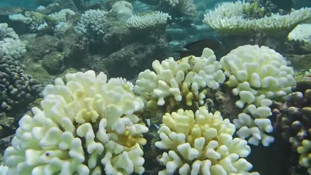 Barriera Corallina Con Corallo Bianco Sassoso Pesci Esotici Nel Mare — Video Stock