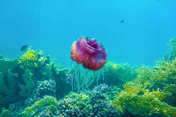 jellyfish against incredibly beautiful world of corals