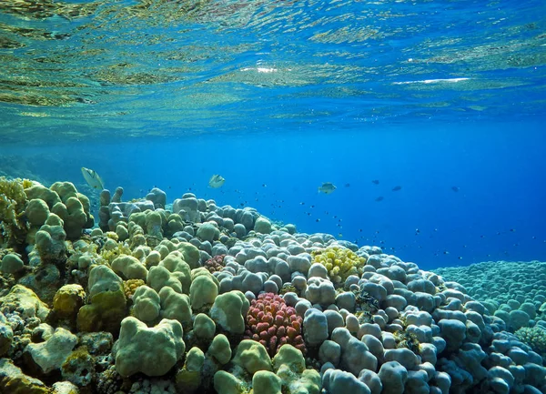 Undervattensvärld Med Korall Och Tropiska Fiskar Korallrev Liv Färgglada Koraller Royaltyfria Stockbilder