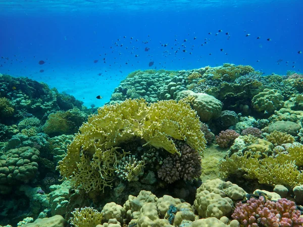 Mondo Sottomarino Con Coralli Pesci Tropicali Vita Barriera Corallina Coralli Foto Stock