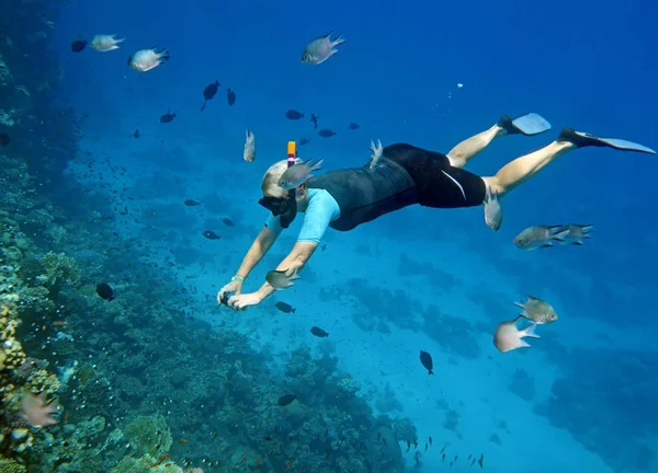 woman does a photo of an underwater landscape with corals and fishes