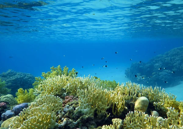 Undervattensvärld Med Korall Och Tropiska Fiskar Korallrev Liv Färgglada Koraller Stockbild