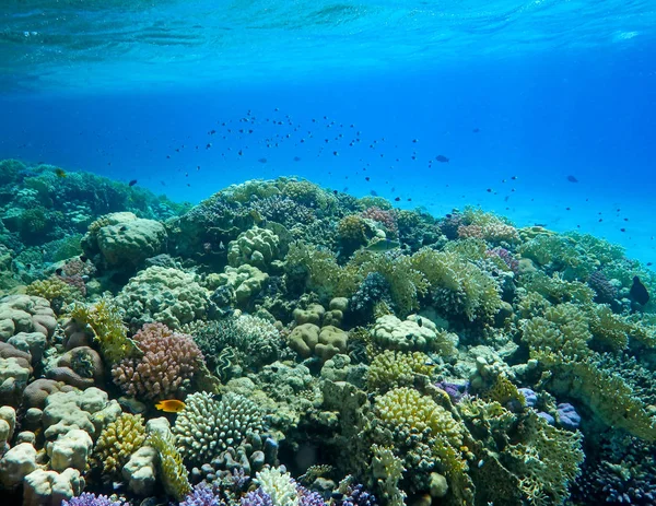  mercan taşlı mercan ve tropikal deniz egzotik balıkların