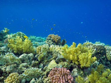 Mercan ve tropikal balıkların, mercan resiflerinin, renkli mercanların, manzaraların olduğu sualtı dünyası. 