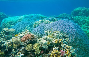 mercan taşlı mercan ve deniz balıkları ile