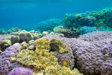 mercan taşlı mercan ve deniz balıkları ile