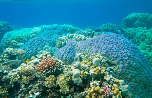 mercan taşlı mercan ve deniz balıkları ile