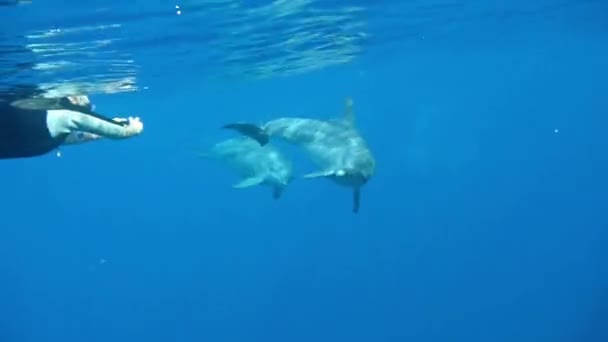 Mulher Faz Uma Foto Com Golfinho Flutua Mar — Vídeo de Stock