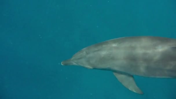 Υποβρύχιος Κόσμος Ένα Δελφίνι Επιπλέει Στη Θάλασσα — Αρχείο Βίντεο