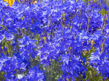 Bahçedeki mavi çiçekler