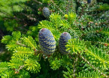 Yaz bahçesinde kozalaklı Noel ağacı