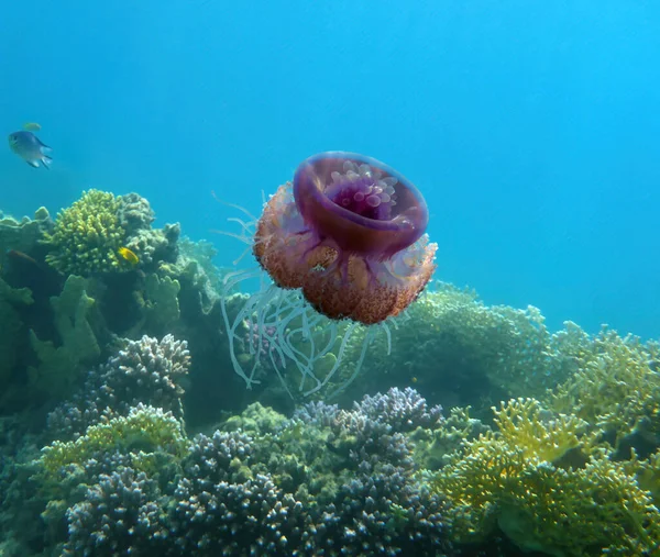 Mercanlara karşı güzel denizanaları