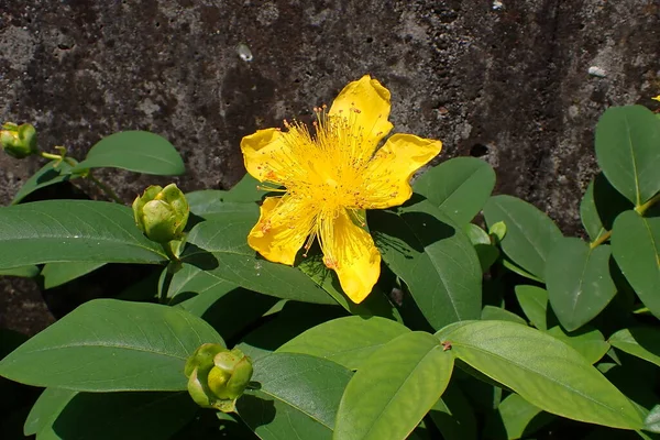 Sarı çiçek yaz bahçesinde