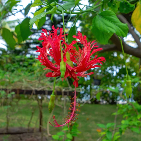 Neobvyklý Červený Tropický Květ Maledivském Ostrově Stock Fotografie