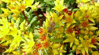  Arılar sarı çiçeklerden polen topluyor.