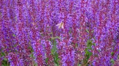 Rüzgarla hareket eden çiçek ve arı 