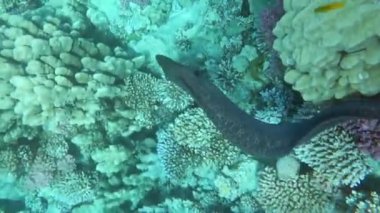 Müren balığı mercan resiflerinde, mercan resiflerinde, renkli mercanlarda, manzarada yüzer.