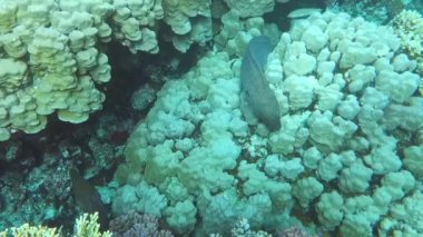 2 müren balığı mercan resiflerinde, mercan resiflerinde, renkli mercanlarda, manzarada yüzer.