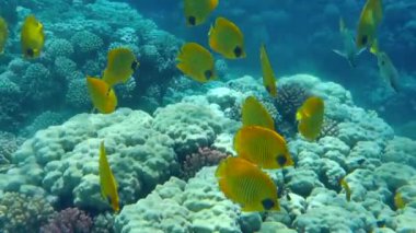 Müren balığı mercan resifinde yüzer. 