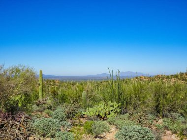 Tucson Arizona Çöl Overlook
